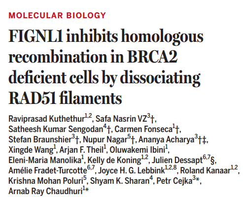 股票最新配资平台 打破传统观点！《科学》研究找到癌细胞难“杀”的关键原因